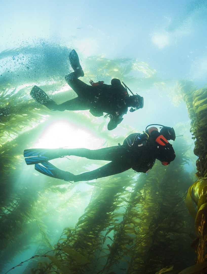 diver being led by a divemaster in a kelp forrest